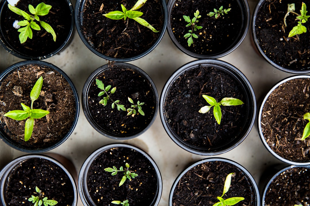 Planten verzorging: zo houd je je kamerplanten gezond en blij