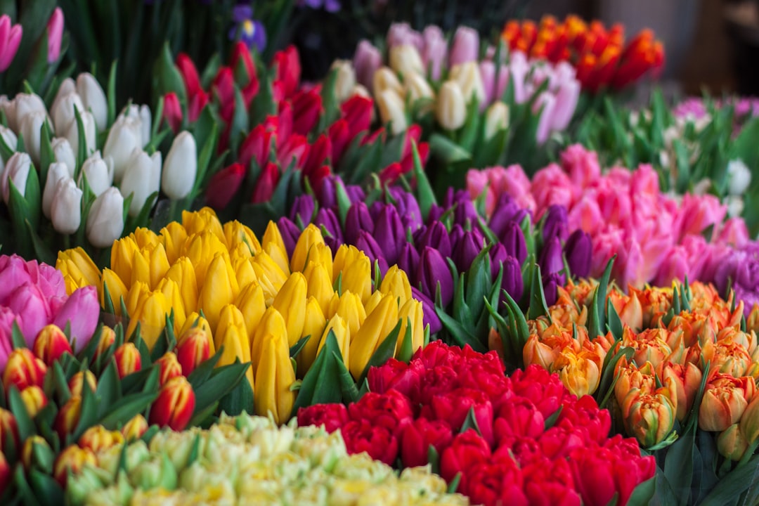 Bloemen kweken van zaad tot bloei: zo doe je het stap voor stap