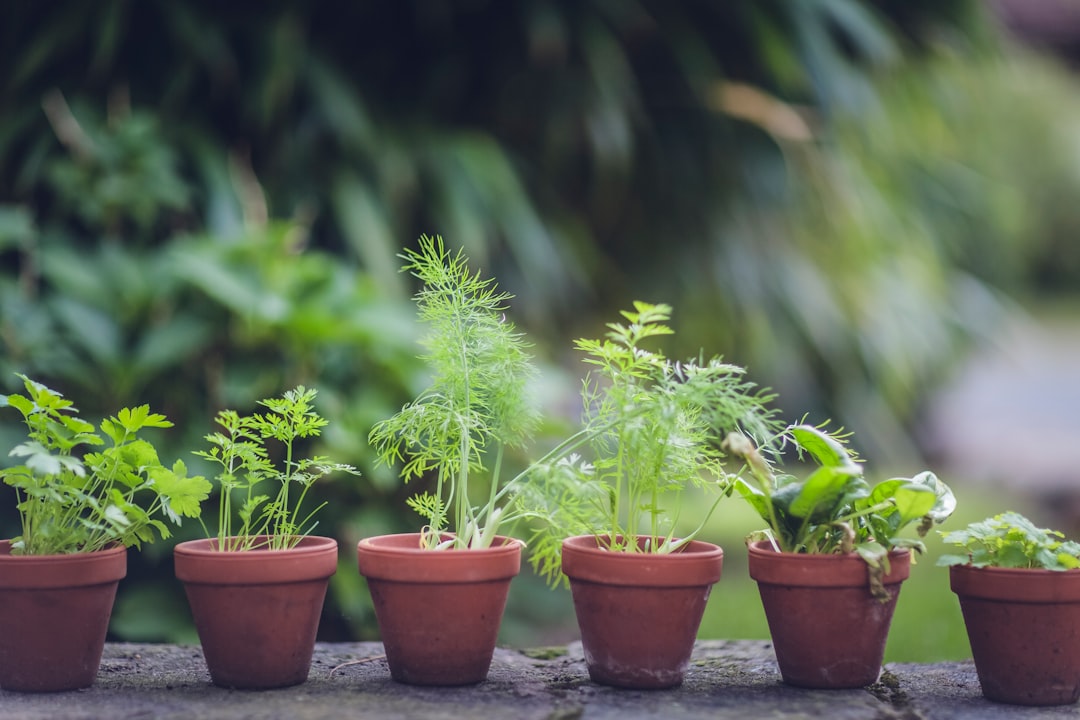 Onkruid de baas: zo houd je je tuin het hele jaar door schoon